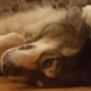 Meet your Posher, Shea